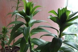 百合花的浇水方法（了解浇水的时间、方式及注意事项）