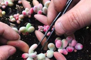 多菌灵可以浇灌枇杷树吗？（了解多菌灵对枇杷树的影响及使用注意事项）
