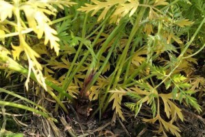 川芎的生长周期及影响因素探究（从种植到收获，川芎的生长周期有多长？影响因素是什么？）