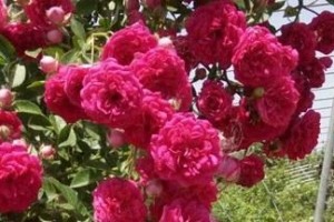红木香花的养护方法（打造健康美丽的红木香花）