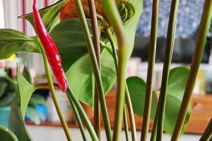 李子树的喜阳与喜阴（分析李子树的生长环境及需求）