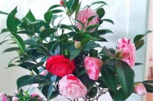 探究茶花根系的特点（茶花根系发达的原因及影响）