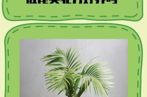 快速旺盛养殖散尾葵的秘诀（打造繁花似锦的散尾葵花园）