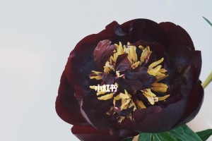 让你的家园变成花海，教你如何养殖茂盛的黑美人花（美丽的黑美人花，秘诀在于正确的养殖方法）