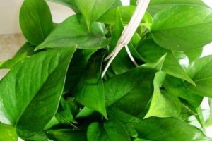茶叶花的养护与注意事项（茶叶花的毒性分析及室内养护技巧）