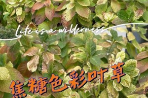 我彩叶草的种植技巧（打造多彩盆栽-以我彩叶草为例）