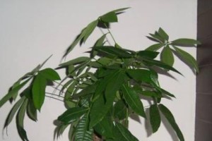 如何培育茂盛的金佛手（从选购到养护，让您的金佛手更健康茂盛）