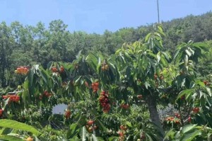 大连樱桃成熟季节的特点与注意事项（探寻大连樱桃成熟的时节、品质与采摘技巧）