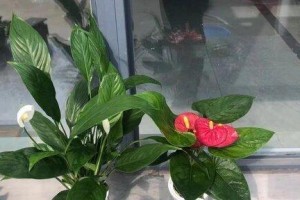 一帆风顺多久开花一次？（探究植物生长周期与花期的关系）