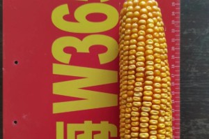 探秘东北玉米收获季节（寻找收获的最佳时机）