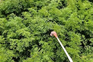 夏季胡萝卜种植全攻略（时机和技巧，让你丰收无忧）