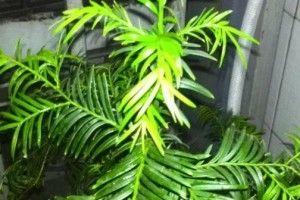 红豆杉树的养殖方法和注意事项（打造优美的红豆杉景观，从这些养殖技巧开始）