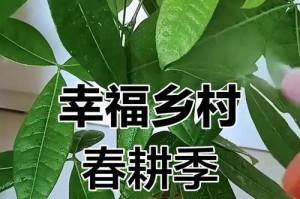 如何控制发财树的生长？（宝贝发财树，合理管理是关键）