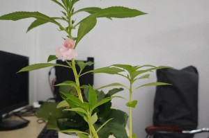 凤仙花开花多的秘密（探秘凤仙花开花的方法与技巧）