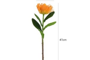 霸王花的神奇之处（探秘霸王花的形态、生长和特点）