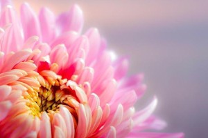 菊花之美（探索菊花的品质与精神）