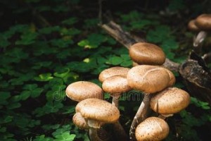 香菇的真正身份（揭秘香菇是菌类植物的真相）