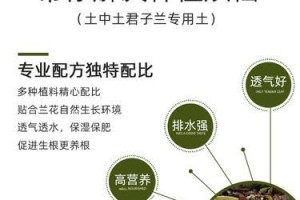 如何正确换盆君子兰（操作方法及注意事项）
