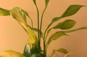白掌叶子发黄？如何正确诊断和处理？（全面解析白掌叶子发黄的原因及对应的治疗方法）