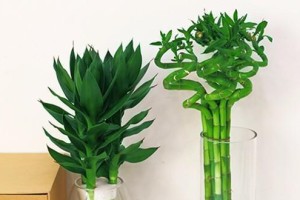 富贵竹——室内除甲醛的好帮手（探寻富贵竹吸附甲醛的科学原理）