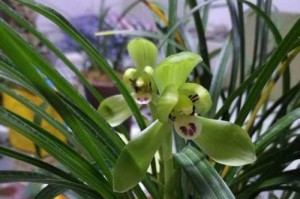 以根少的兰花培植方法（用少量根茎打造美丽兰花园）