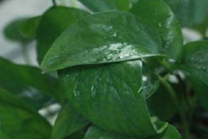 常青藤的浇水时间和技巧（打造翠绿常青的常青藤，学会正确浇水是关键）