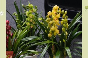 大花蕙兰的栽培指南（如何成功种植大花蕙兰）