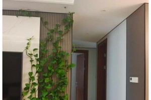 浴缸养大叶绿萝，为您带来清新家居氛围（以大叶绿萝怎么在浴缸里养？简单实用的养殖方法与技巧）