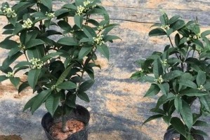 如何正确更换非洲茉莉盆土（从盆土选择到更换步骤，全面指导你的养护方式）