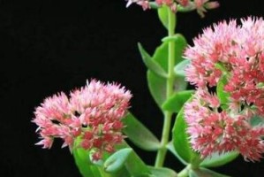 八宝景天开花全解析（了解八宝景天的开花过程与特点，助您培养出更好的植物）