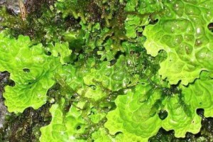 枫树不是裸子植物（探究枫树的分类与生长特点）
