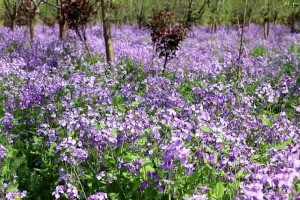 二月兰开花时间及花期介绍（探秘二月兰的花期和生长习性）