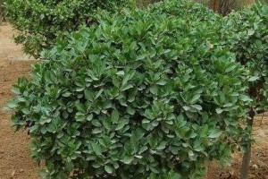冬青植物如何浇水（浇水频率和方法详解）