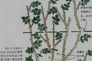 马蹄莲修剪方法详解（打造健康的马蹄莲，关键在于修剪）