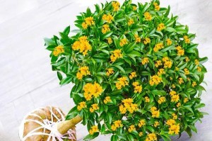 四季桂为什么不开花？（探究四季桂不开花的原因及解决方法。）