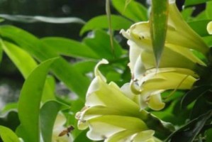 非洲茉莉换盆全攻略（从选盆到换土，让你的非洲茉莉焕然一新）