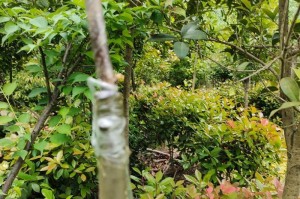 怎样让柿子快速发芽？（5种方法让您的柿子快速发芽！）