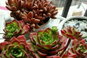 多肉植物蒂亚的养殖方法详解（轻松掌握蒂亚的养护技巧，让多肉植物变得更加美丽）