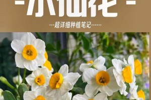 水仙花的存放技巧（如何正确存放水仙花，延长花期）