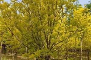 白蜡种植技巧与管理（掌握白蜡种植要点，打造高产高质白蜡园）