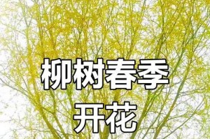 柳树开花时间及特点（揭秘柳树开花的季节和花朵特征，了解柳树的生长习性和观赏价值）
