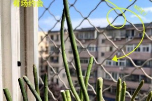 大型光棍树修剪指南（打造独特而美丽的大型光棍树—一步步教你修剪方法）