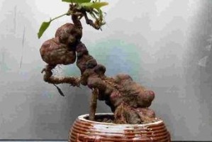 何首乌盆栽修剪指南（宝贵的药用植物如何修剪？何时修剪更合适？）