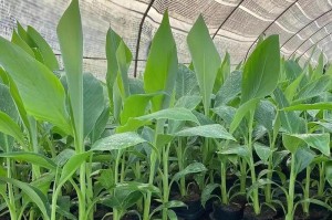 种香蕉在院子里的全过程（你需要了解的每个步骤以及注意事项）