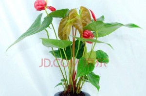 红掌盆栽种植的技巧（适合种在大盆还是小盆？如何打理？）