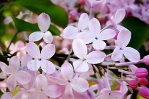 白丁香花开花特点（一年开几次花？白丁香花的生长环境和繁殖方法）