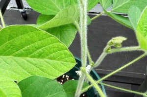 黄豆的生物分类（揭秘黄豆是否为被子植物，探究其生长环境、特征与分类）