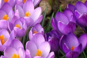 探秘藏红花的开花神秘（探索藏红花的开花过程与花朵颜色）
