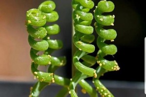 弹簧草开花叶子变黄的原因及应对方法（探究弹簧草为何开花后叶片变黄，以及如何有效解决这一问题）