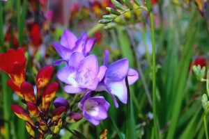 探秘球根类花卉（了解球根类花卉的特点与栽培技巧）
